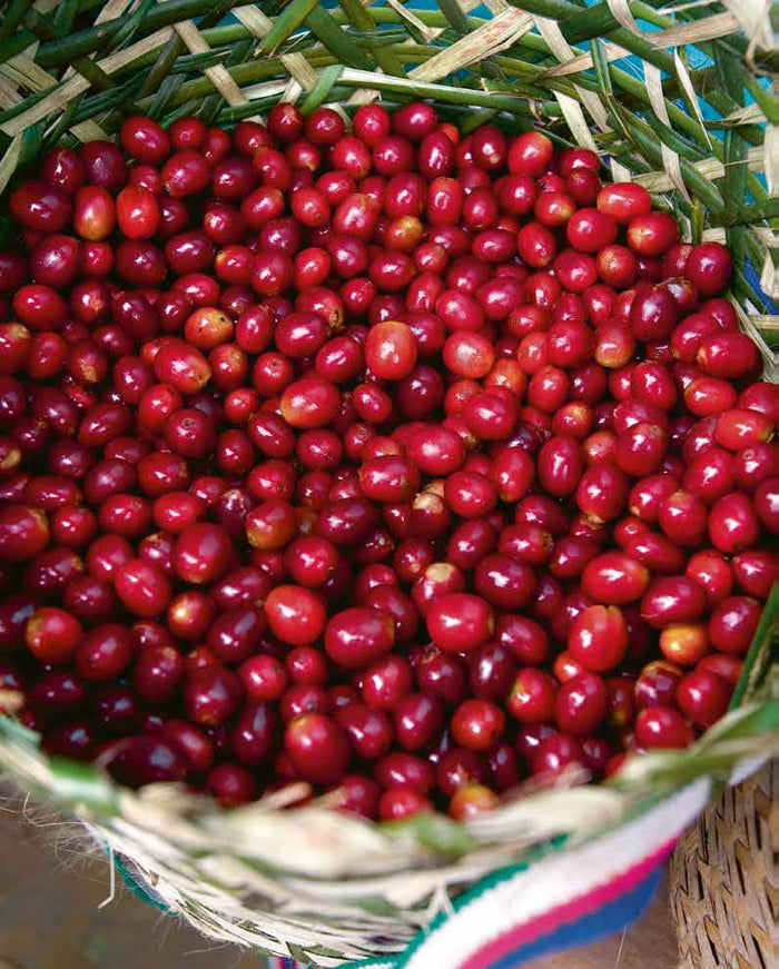 Picking and processing coffee berries