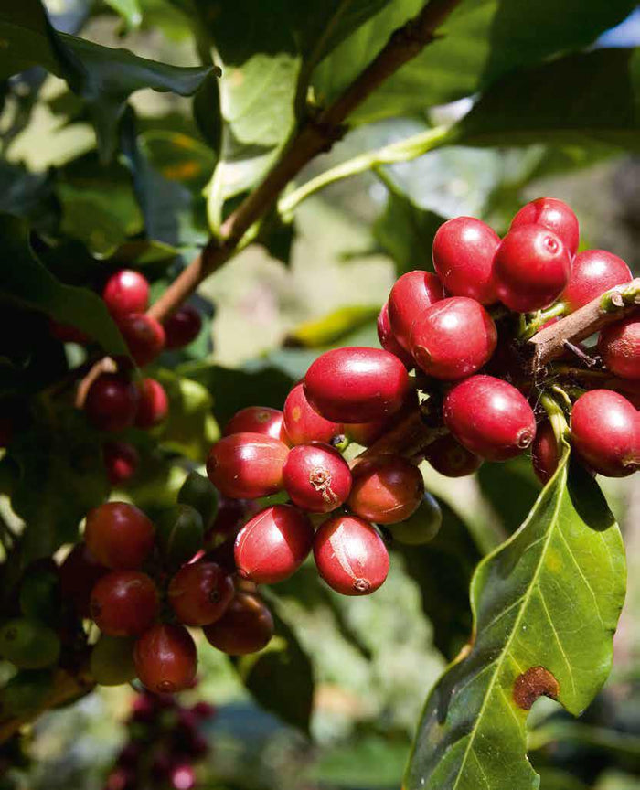 The coffee berry