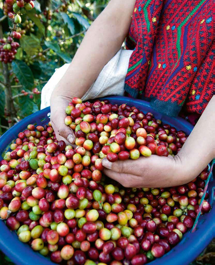 Coffee labels honest fair trade organic