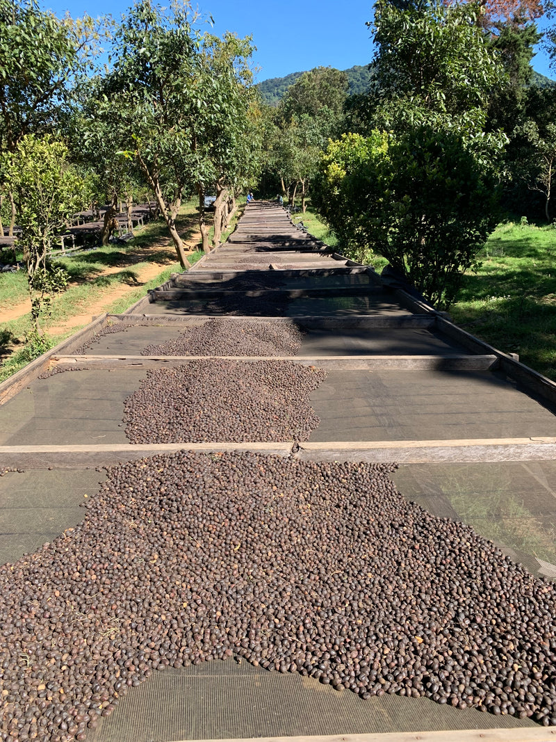 ALL ABOUT EL SALVADOR – El Angel for Espresso