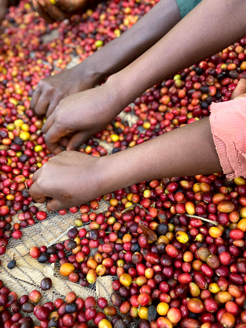 De voordelen van Bio-Gecertificeerde biologische koffie
