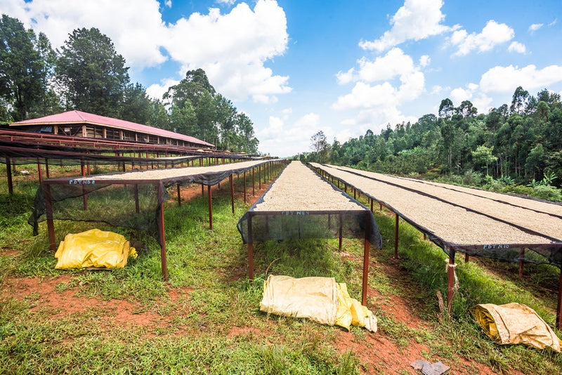 ALL ABOUT KENYA – Kii AB for Filter