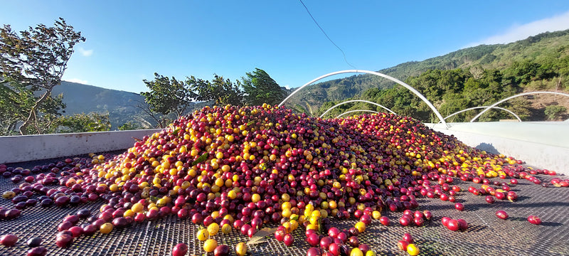 ALL ABOUT COSTA RICA - San Isidro for espresso