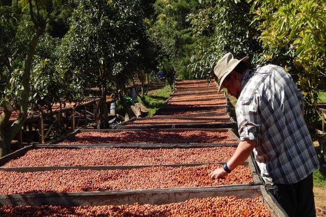 TOUT SUR EL SALVADOR – Los 3 Potros pour Filtre