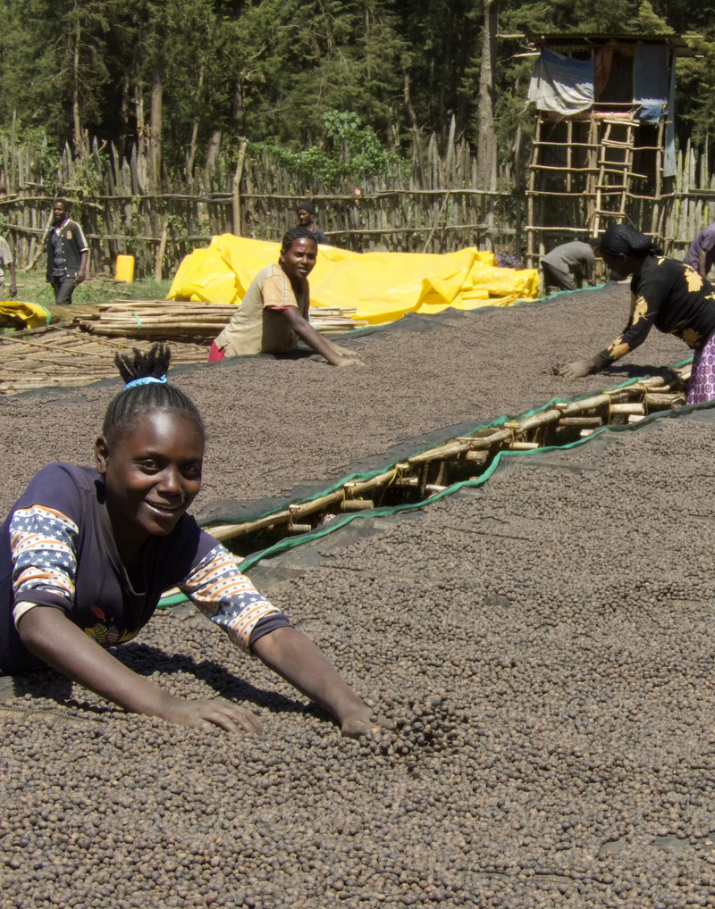 1. Introduction to Specialty Coffee & cupping
